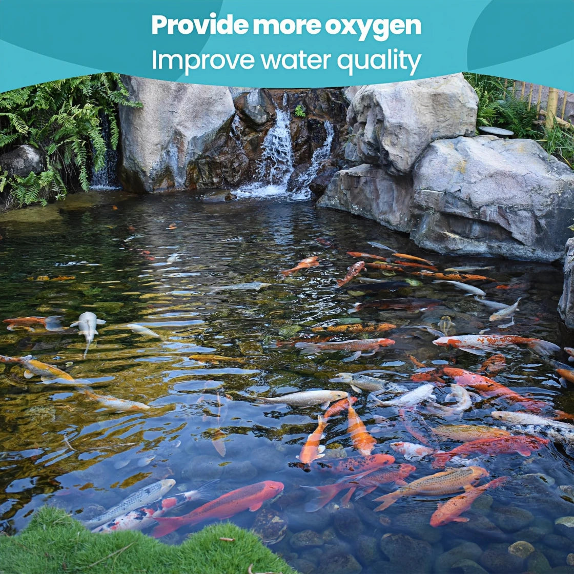 Koi pond with waterfall for better oxygenation and improved water quality.